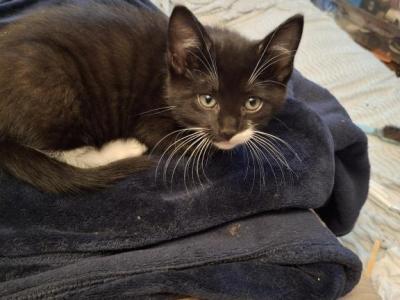 Oreo - Maine Coon - Gallery Photo #1