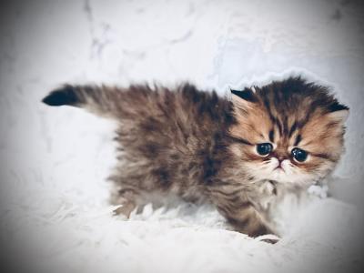 Tomato - Persian - Gallery Photo #1