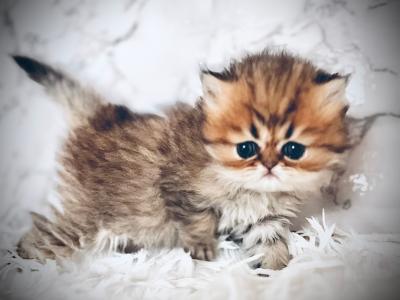 Sassafrass - Persian - Gallery Photo #1