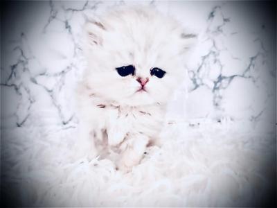 Taz - Persian - Gallery Photo #1