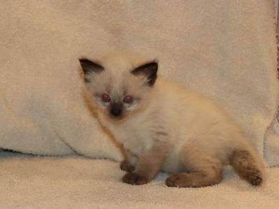 Hammie - Ragdoll - Gallery Photo #1