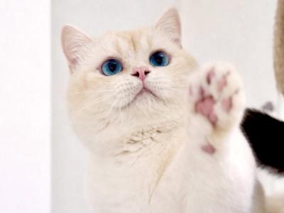 Mr Frosty - Munchkin - Gallery Photo #1