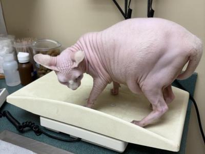 Knightly - Sphynx - Gallery Photo #1