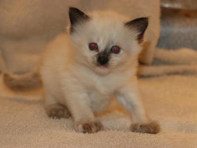 Dax - Ragdoll - Gallery Photo #1