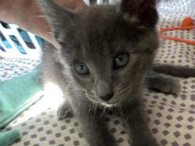 Blue Boy - Russian Blue - Gallery Photo #1