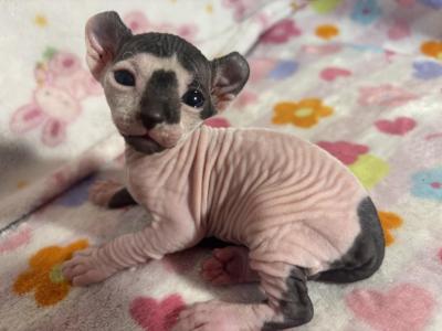 Elf Sphynx Kittens - Sphynx - Gallery Photo #1