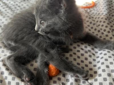 Brown Boy - Nebelung - Gallery Photo #1
