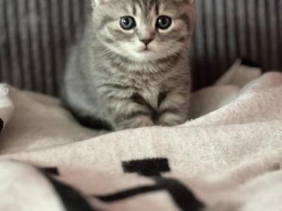 Scottish Fold - Scottish Fold - Gallery Photo #1