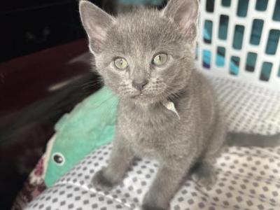 Green Girl - Russian Blue - Gallery Photo #1