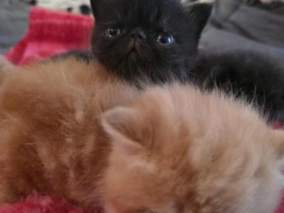 Banshee Baby Boys - Exotic - Gallery Photo #1