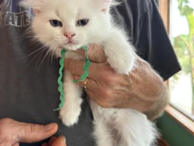 Ragdoll Babies - Ragdoll - Gallery Photo #1