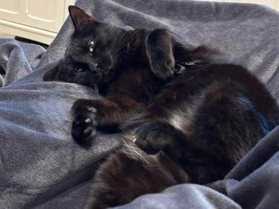Maddie - American Shorthair - Gallery Photo #1