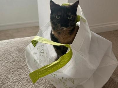 Maya - American Shorthair - Gallery Photo #1