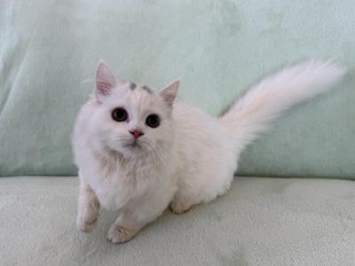 Munchkin White Male - Munchkin - Gallery Photo #1
