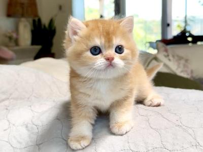 Chocolate Sunshine Golden By12 - British Shorthair - Gallery Photo #1
