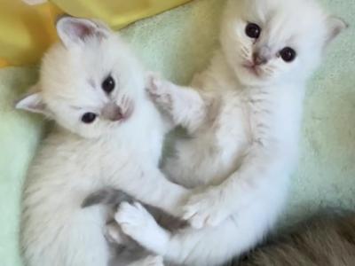 British White Point - British Shorthair - Gallery Photo #1