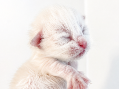 Neva And Pure White Litter - Siberian - Gallery Photo #1