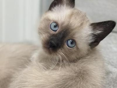 Siamese Kitten - Siamese - Gallery Photo #1