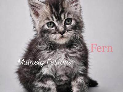 Fern - Maine Coon - Gallery Photo #1