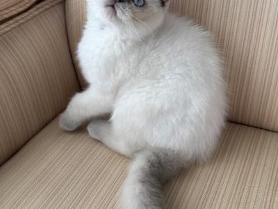 Scottish Fold Color Point Male - Scottish Fold - Gallery Photo #1