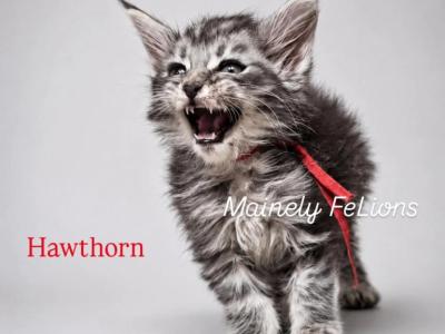 Hawthorn - Maine Coon - Gallery Photo #1