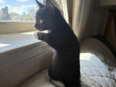 Loki - Domestic - Gallery Photo #1