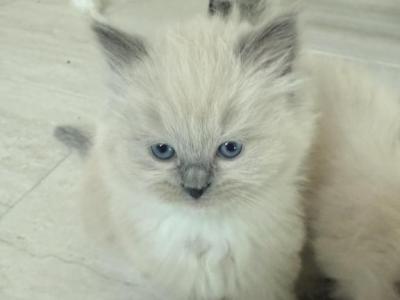 Ragdoll Cutie Kitties - Ragdoll - Gallery Photo #1