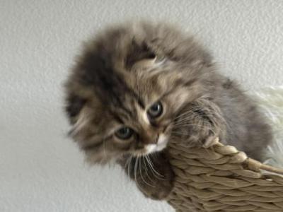 Scottish Fold Male Kitten - Scottish Fold - Gallery Photo #1