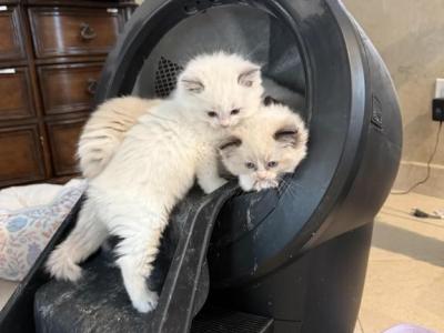 Prince Charming - Ragdoll - Gallery Photo #1
