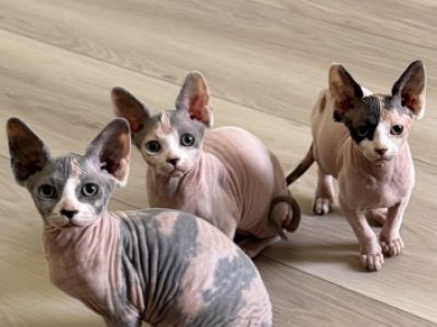 Sphynx Kittens - Sphynx - Gallery Photo #1