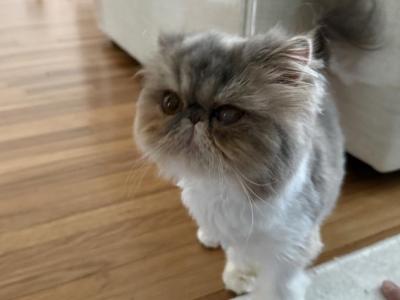Valentina - Persian - Gallery Photo #1