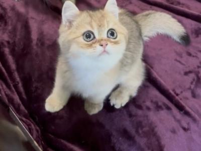 Hans - British Shorthair - Gallery Photo #1