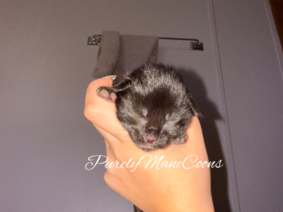 Black Maine Coon Kitten - Maine Coon - Gallery Photo #1