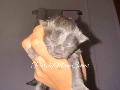 Blue Female - Maine Coon - Gallery Photo #1