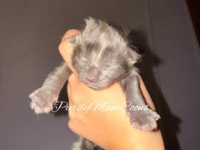 Blue Female Maine Coon Kitten - Maine Coon - Gallery Photo #1