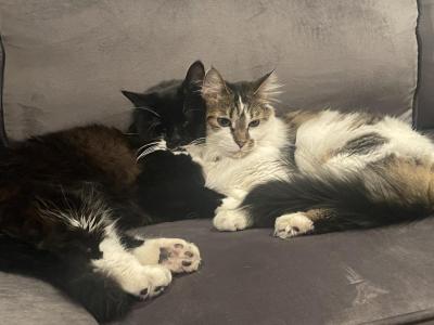 Kira And Adrian - American Longhair - Gallery Photo #1
