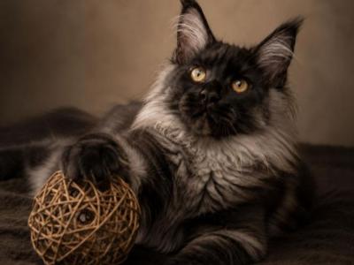European Maine Coon Kittens Available - Maine Coon - Gallery Photo #1