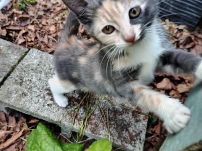 Cleo - Domestic - Gallery Photo #1
