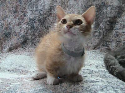 Emily Curly Skookum - Munchkin - Gallery Photo #1