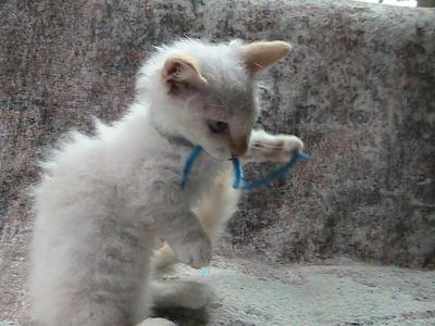Elsa Curly Skookum - Munchkin - Gallery Photo #1