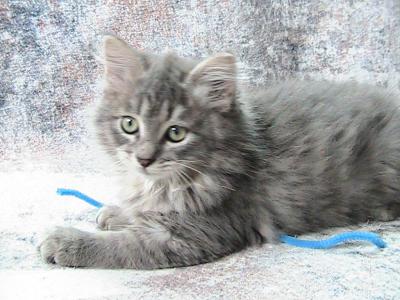 Sky Siberian Kitten - Siberian - Gallery Photo #1