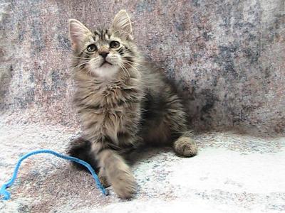 Skandan Siberian Kitten - Siberian - Gallery Photo #1