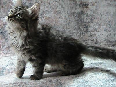 Skylie Siberian Kitten - Siberian - Gallery Photo #1