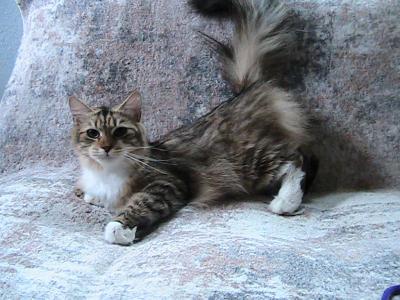 Liora Siberian - Siberian - Gallery Photo #1