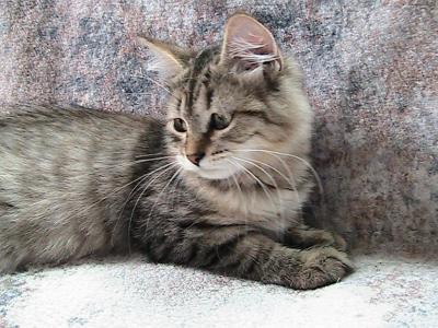 Sienna Siberian Kitten - Siberian - Gallery Photo #1