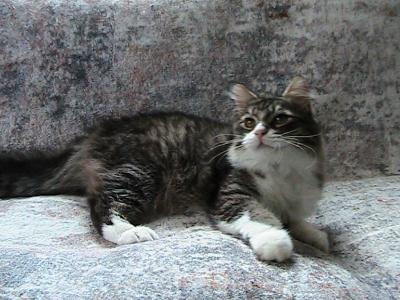 Scotty Siberian - Siberian - Gallery Photo #1
