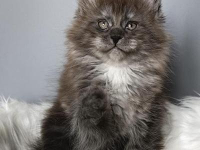 Eva - Maine Coon - Gallery Photo #1
