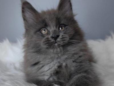 Eshli - Maine Coon - Gallery Photo #1
