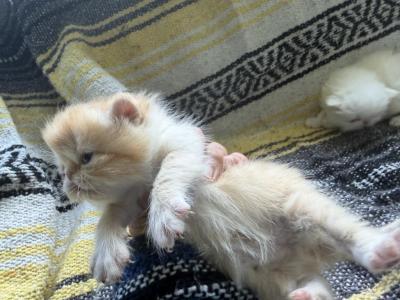 Exotic Shorthair Litter - Exotic - Gallery Photo #1