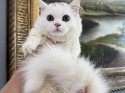 Munchkin White Male - Munchkin - Gallery Photo #1